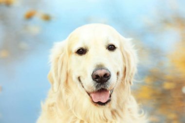 sonbahar Park Labrador geri almak