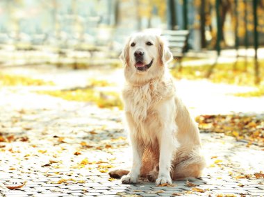 Komik labrador geri almak 