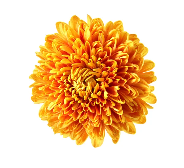 Magnifique chrysanthème orange — Photo