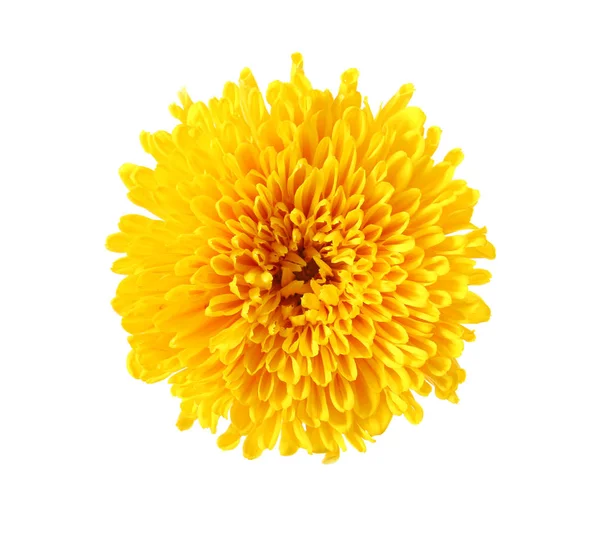 Beau chrysanthème jaune — Photo