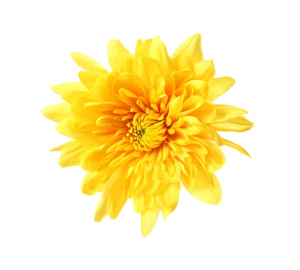 Beau chrysanthème jaune — Photo