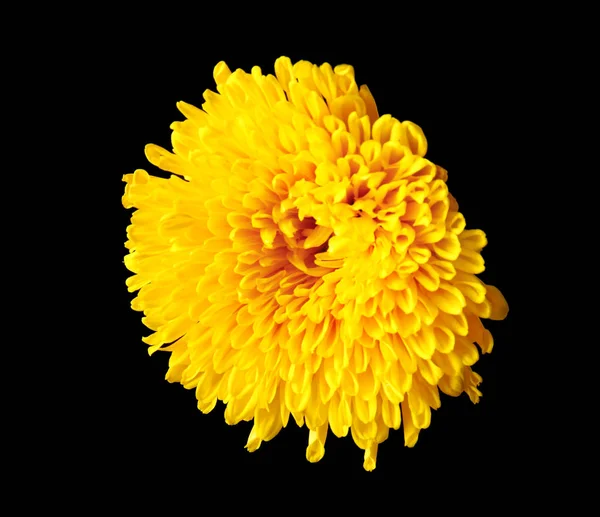 Krásná žlutá chryzantéma — Stock fotografie
