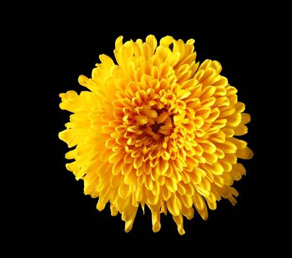 güzel sarı krizantem