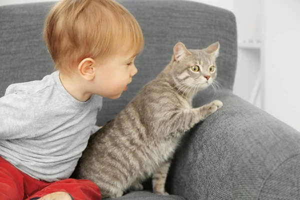 sevimli kedi closeup