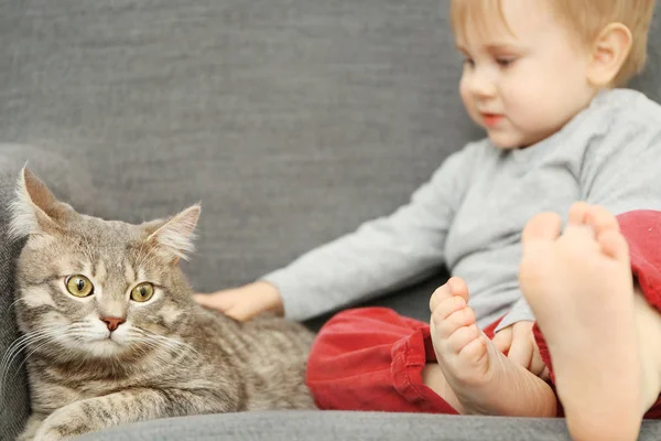 Söt katt närbild — Stockfoto