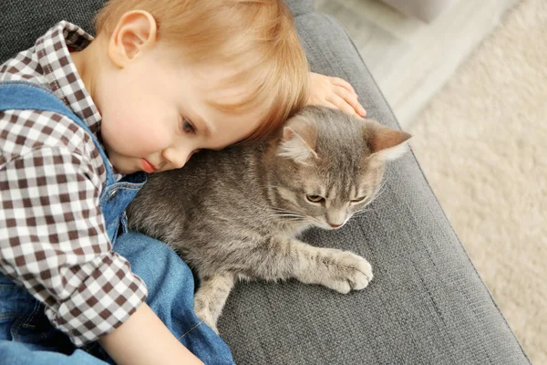 sevimli kedi closeup