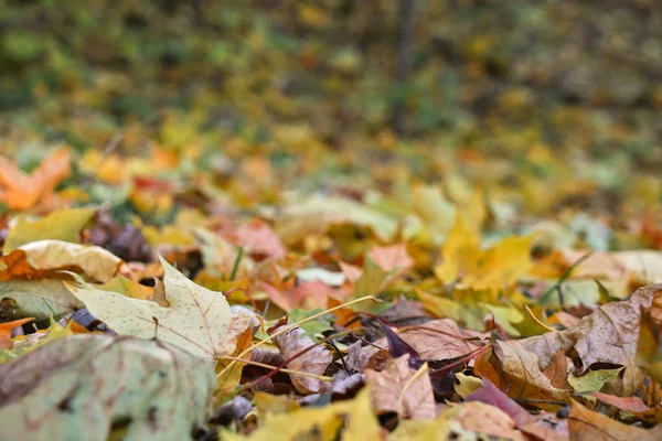 Hojas caídas en el parque de otoño — Foto de Stock