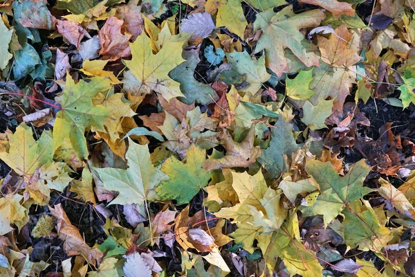 Fallna löv i höstparken — Stockfoto