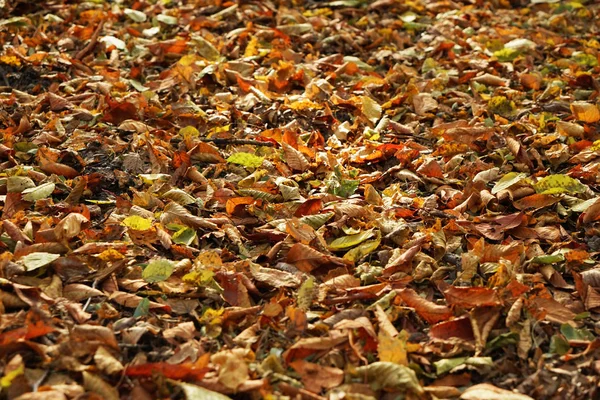 Sonbahar parkında düşen yapraklar — Stok fotoğraf