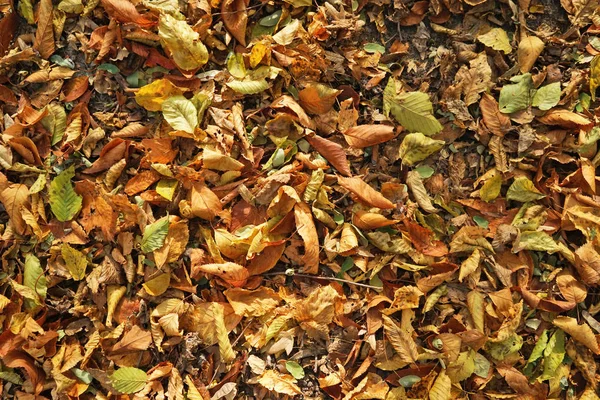 Folhas caídas no parque de outono — Fotografia de Stock