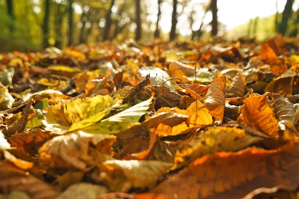 Sonbahar parkında düşen yapraklar