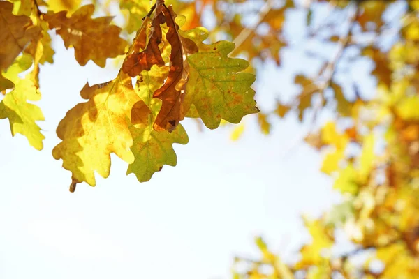 Dubová větev s žlutými listy — Stock fotografie