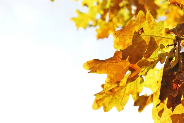 Ramo de carvalho com folhas amarelas — Fotografia de Stock