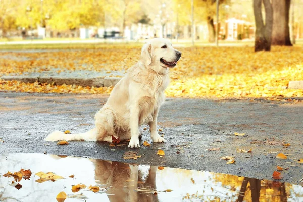 labrador retriever in autumn park