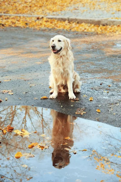 labrador retriever in autumn park