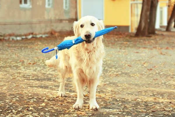 Funny labrador retriever — Stock Photo, Image