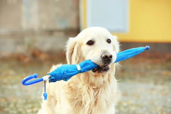 Funny labrador retriever con paraguas — Foto de Stock