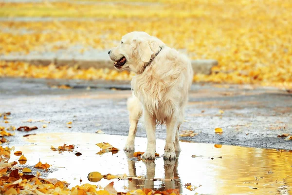 sonbahar Park Labrador geri almak