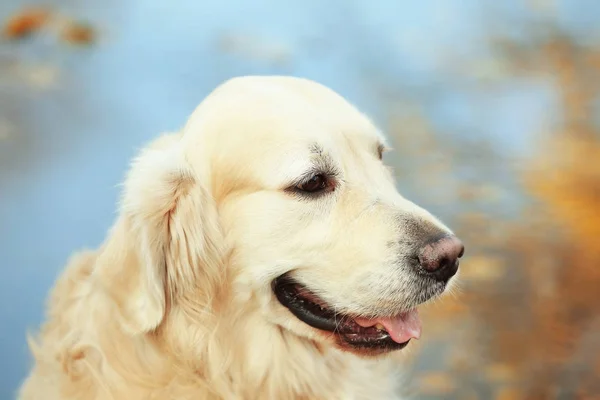 Labrador retriever w jesienny park — Zdjęcie stockowe