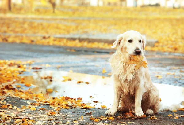 sonbahar Park Labrador geri almak