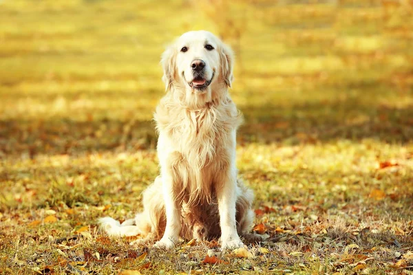 Legrační Labradorský retrívr — Stock fotografie