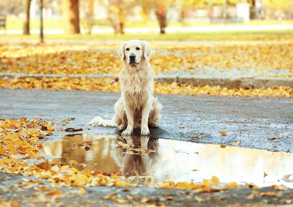 sonbahar Park Labrador geri almak