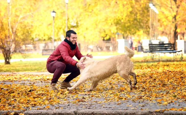 Genç Adam Komik Labrador Retriever Sonbahar Park Ile Oynarken — Stok fotoğraf