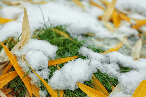 Liści i biały śnieg na zielonej trawie — Zdjęcie stockowe