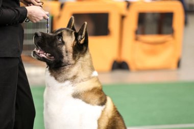 Sevimli köpek sahibi ile