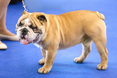 Şirin komik bulldog