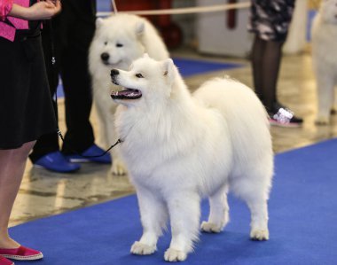 sevimli samoyed köpek