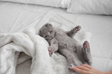 Yatakta İngiliz yavru kedi