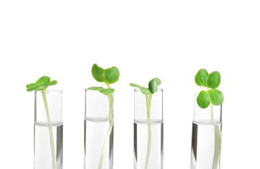 Plants in test tubes 