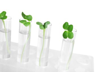 Plants in test tubes 