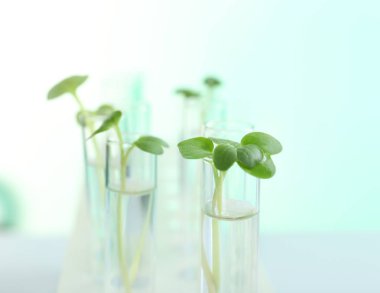 Plants in test tubes 