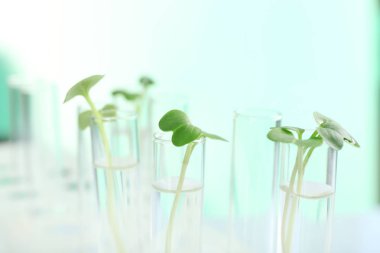 Plants in test tubes 