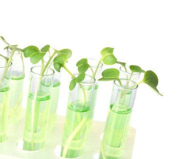 Plants in test tubes 