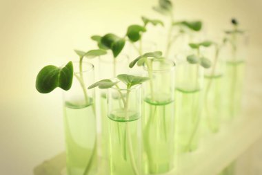 Plants in test tubes 