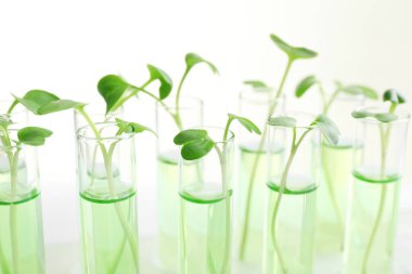 Plants in test tubes 