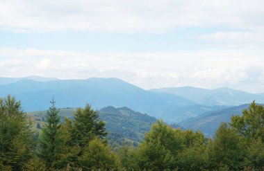 Güzel çam ormanı manzara 