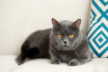 Tatlı kedi yalan söylüyor.