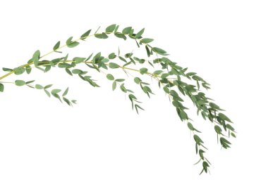 Yeşil okaliptüs şube