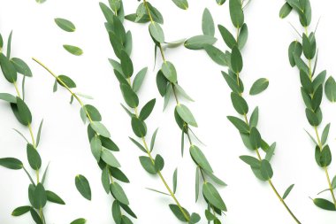 Yeşil okaliptüs dalları