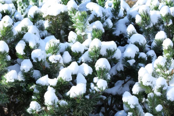 Ramas de coníferas cubiertas de nieve —  Fotos de Stock
