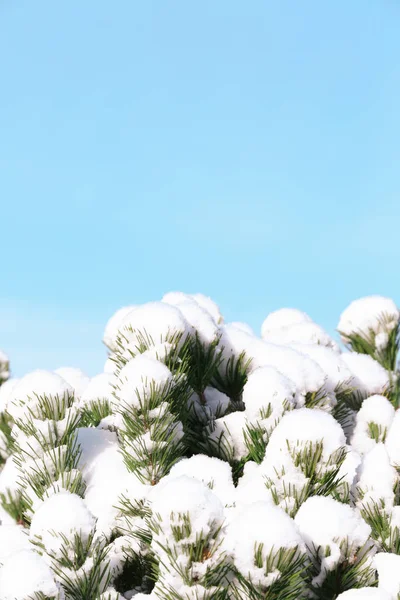 Coniferous branches covered with snow — Stock Photo, Image