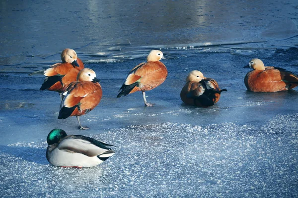 Enten auf gefrorenem See — Stockfoto