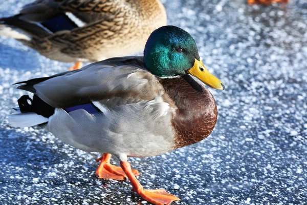 Duck on frozen lake — Stock Photo, Image