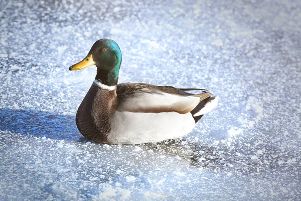 Ente auf zugefrorenem See — Stockfoto