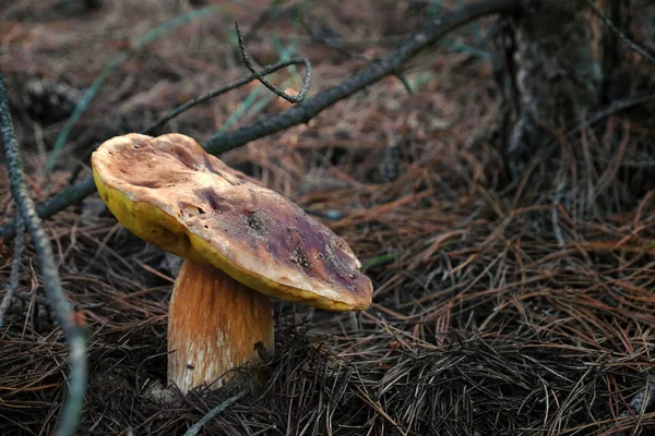 Champiñones forestales sobre hierba — Foto de Stock