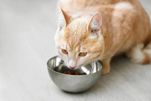 Şirin kedi kaseden yemek — Stok fotoğraf